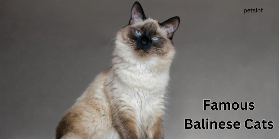 Famous Balinese Cats: