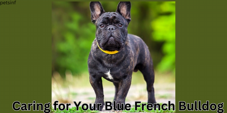 Caring for Your Blue French Bulldog