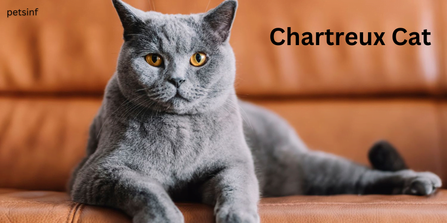 Chartreux cat