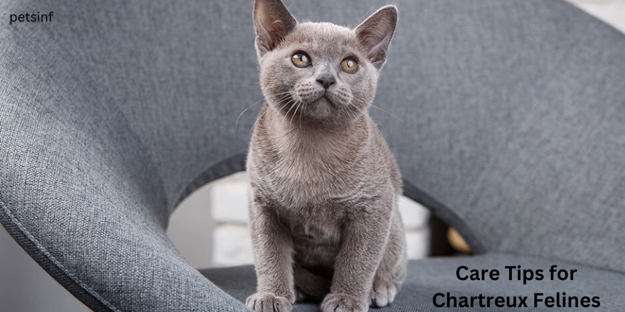 Care Tips for Chartreux Felines