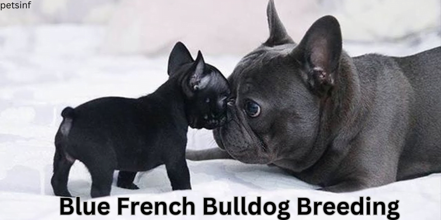 Blue French Bulldog Breeding