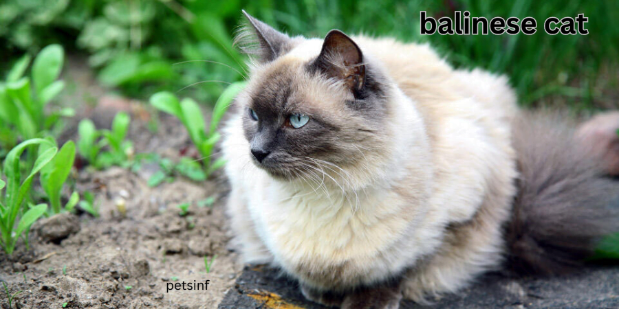 Balinese cat