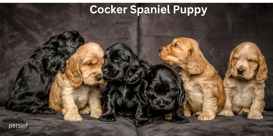 Cocker Spaniel Puppy