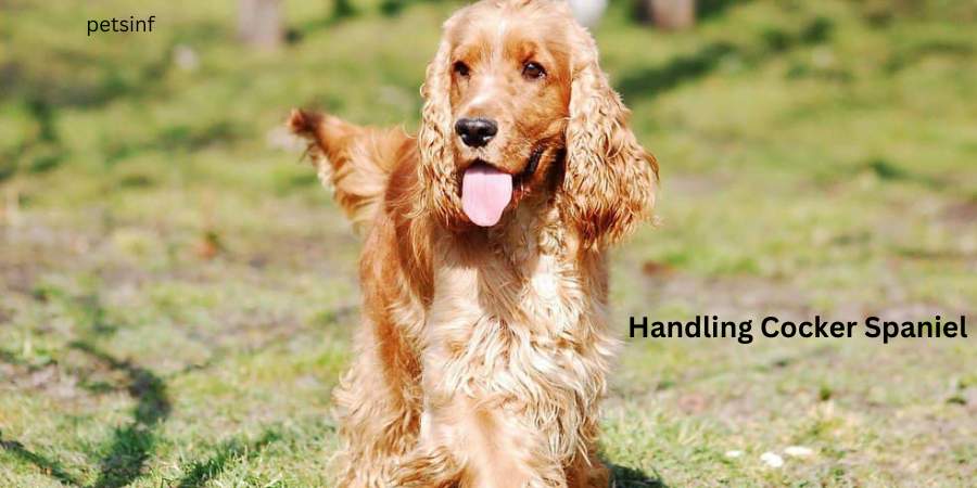 Handling Cocker Spaniel Behavioral Challenges