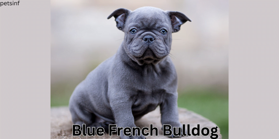 Blue French Bulldog