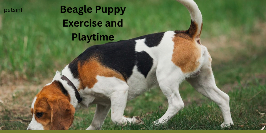 Beagle Puppy Exercise and Playtime: