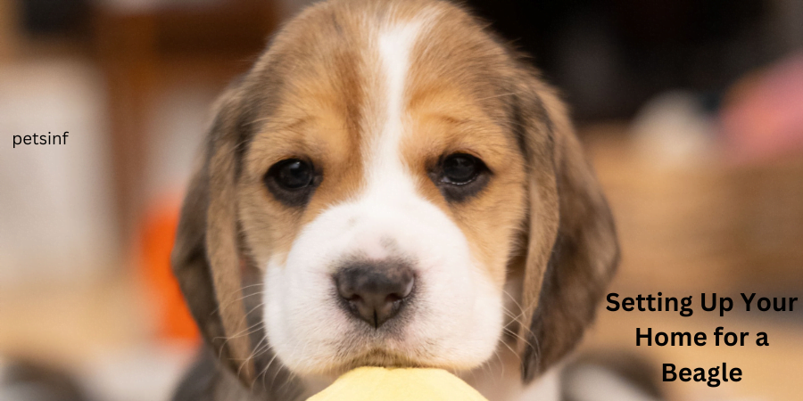 Setting Up Your Home for a Beagle puppy 