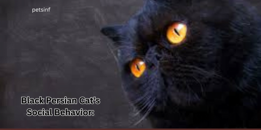 Black Persian Cat's Social Behavior: