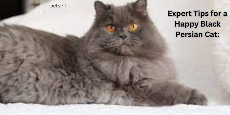 Expert Tips for a Happy Black Persian Cat: