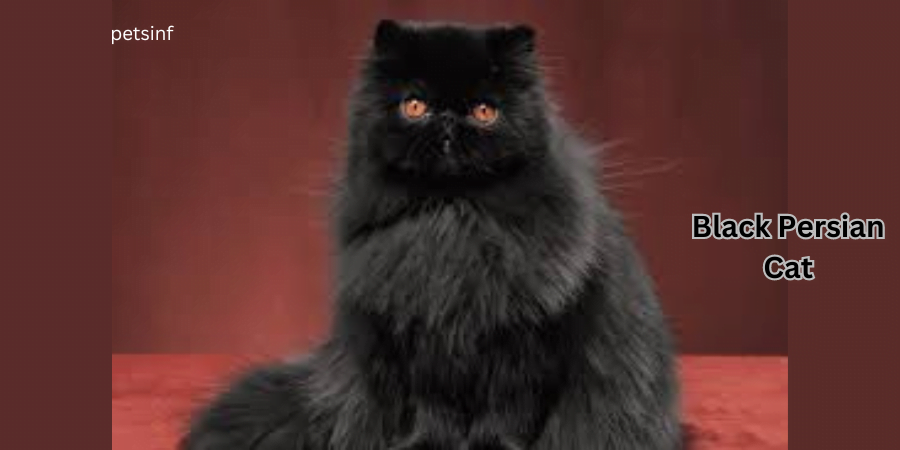 Black-Persian-Cat