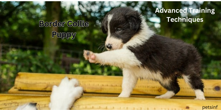 Border Collie Puppy