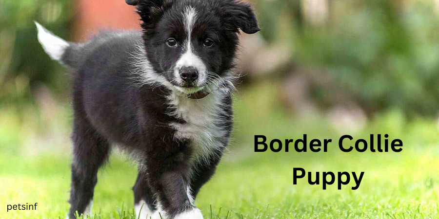 Border-Collie-Puppy