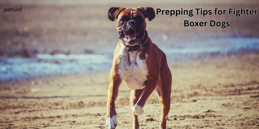 Prepping Tips for Fighter Little Dogs