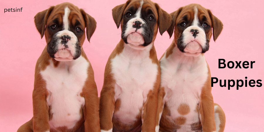 Boxer Puppies