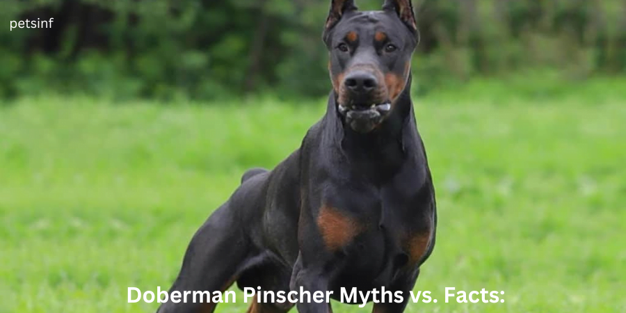 Doberman Pinscher Myths vs. Facts: 