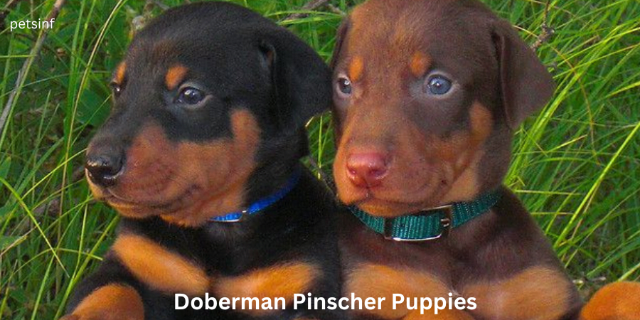 Doberman-Pinscher-Puppies