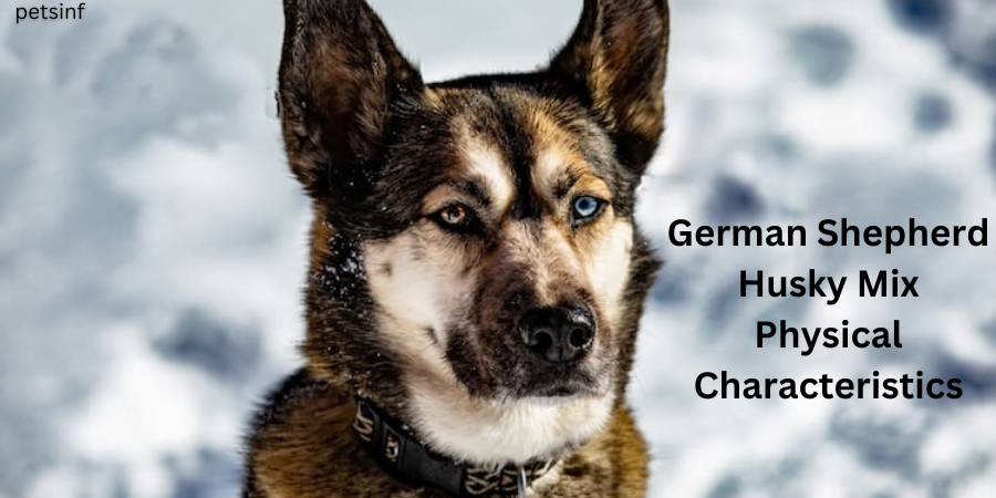 German Shepherd Husky Mix Physical Characteristics