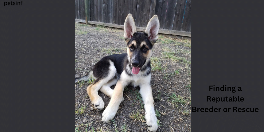 German Shepherd Husky Mix 