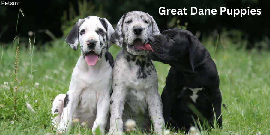 Great Dane Puppies