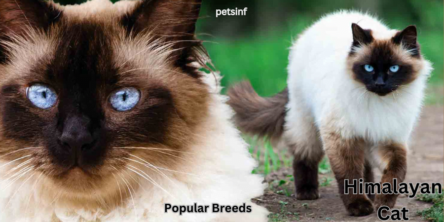 Popular  Breeds