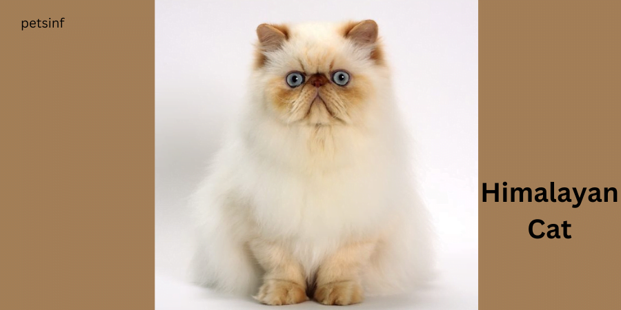 Himalayan-Cat