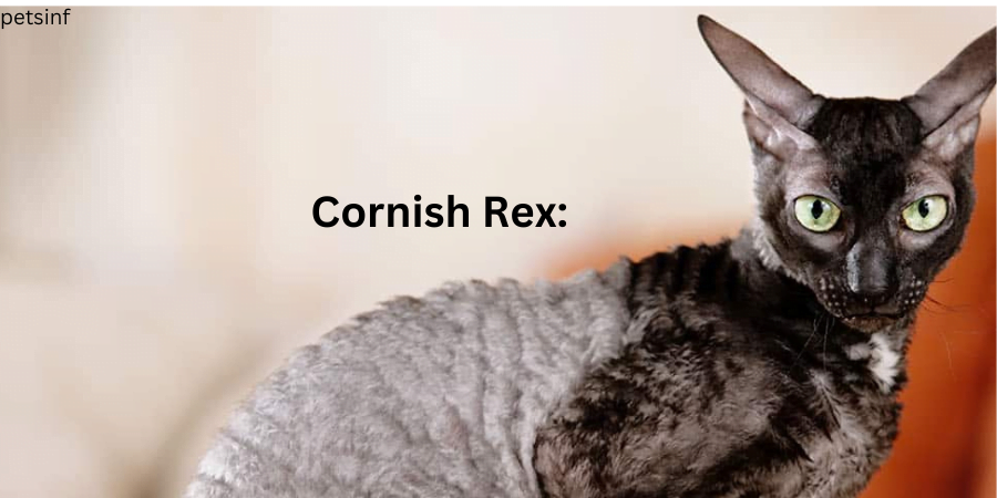 Cornish Rex: