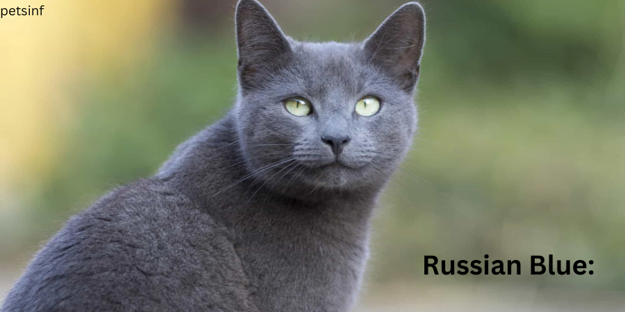 Russian Blue: 