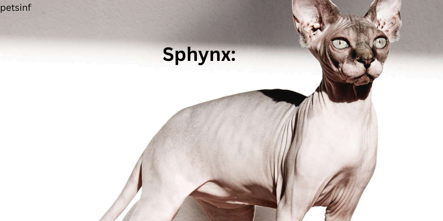 Sphynx: