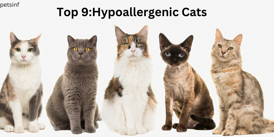 Hypoallergenic-Cats