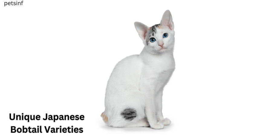 Unique Japanese Bobtail Varieties