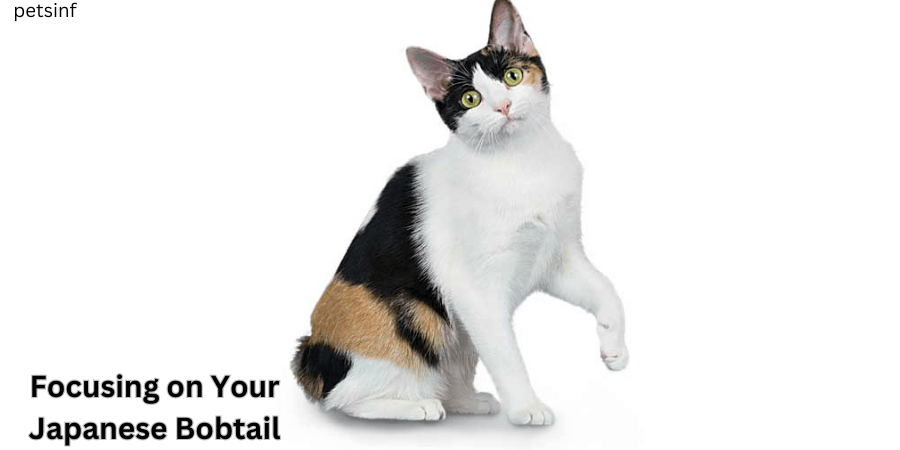 Focusing on Your Japanese Bobtail