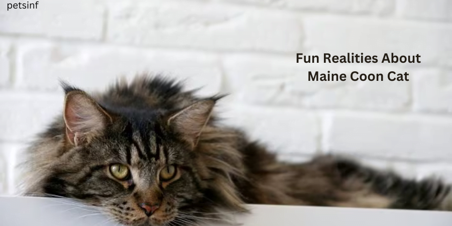 Fun Realities About Maine Coon Cat