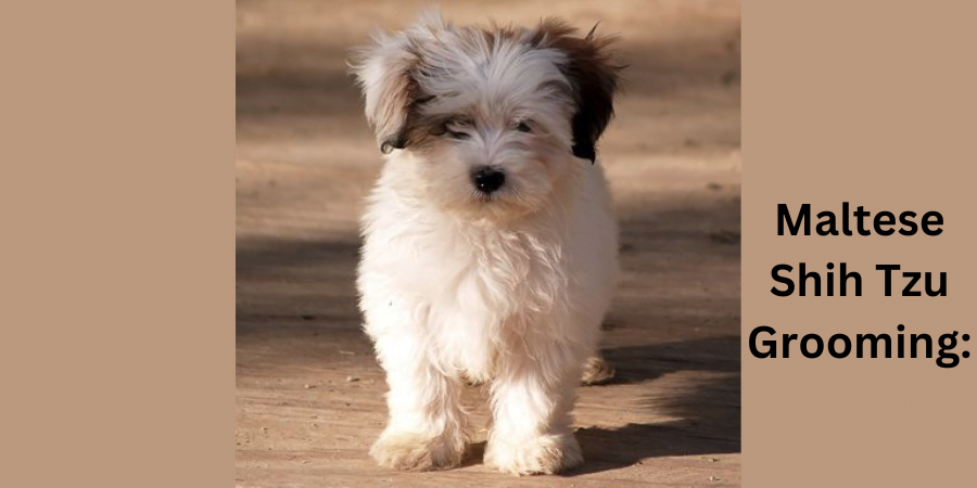 Maltese Shih Tzu Grooming