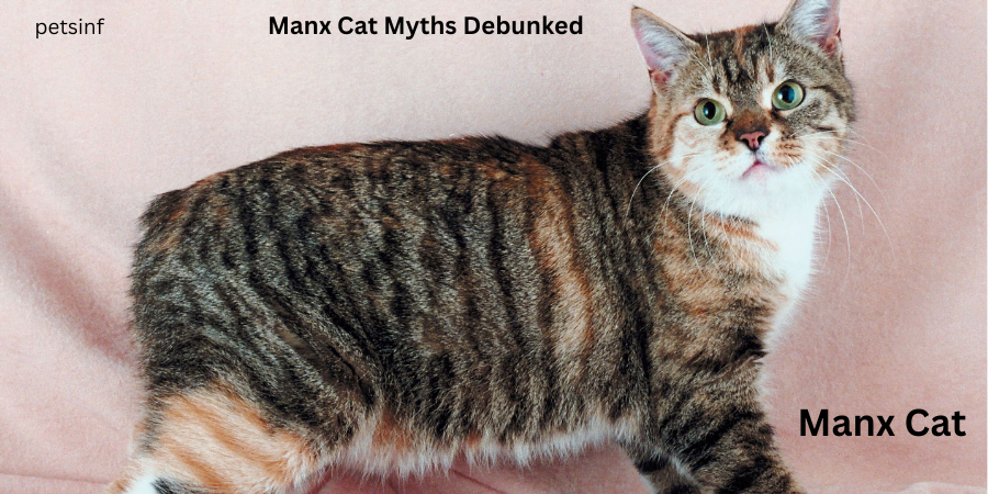 Manx Cat Myths Debunked