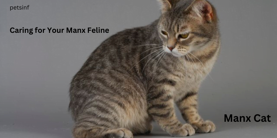 Caring for Your Manx Feline