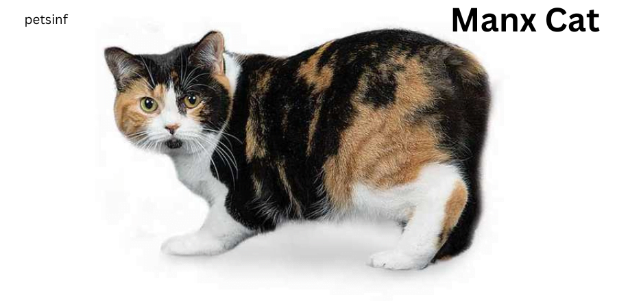 Manx Cat