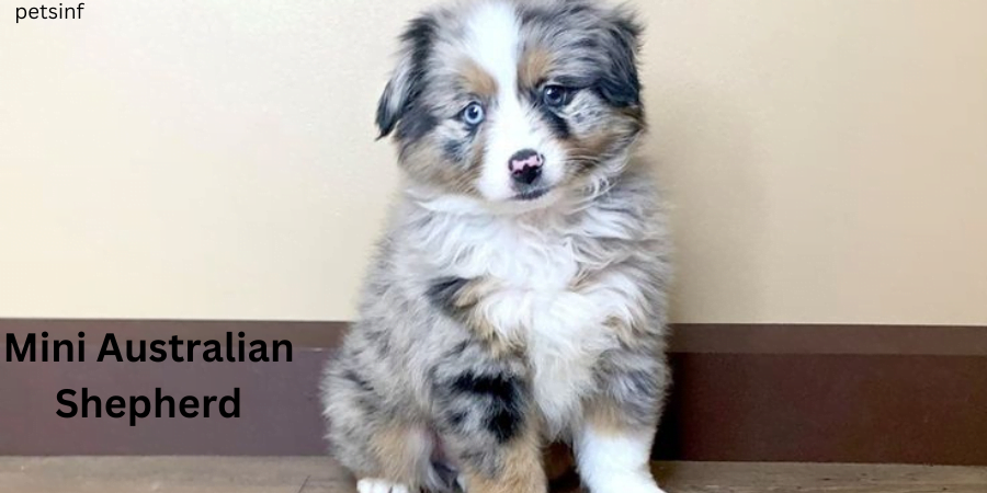 Mini Australian Shepherd