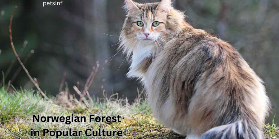 Norwegian Forest in Popular Culture