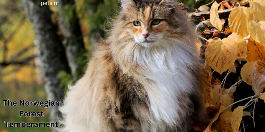 The Norwegian Forest Temperament