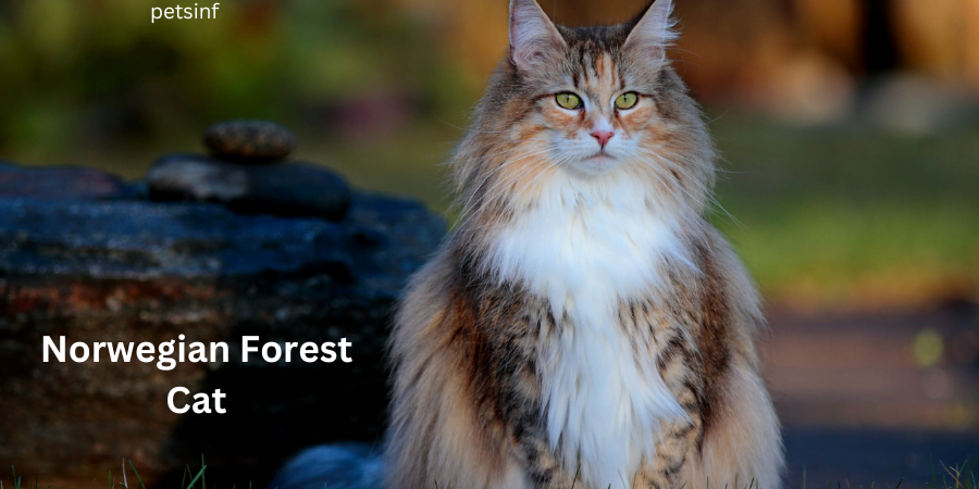 Norwegian-Forest-Cat