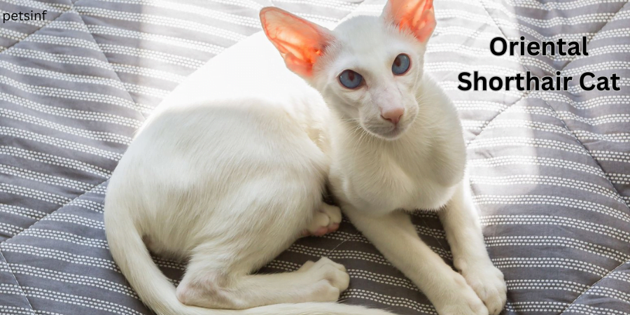 Oriental Shorthair Cat