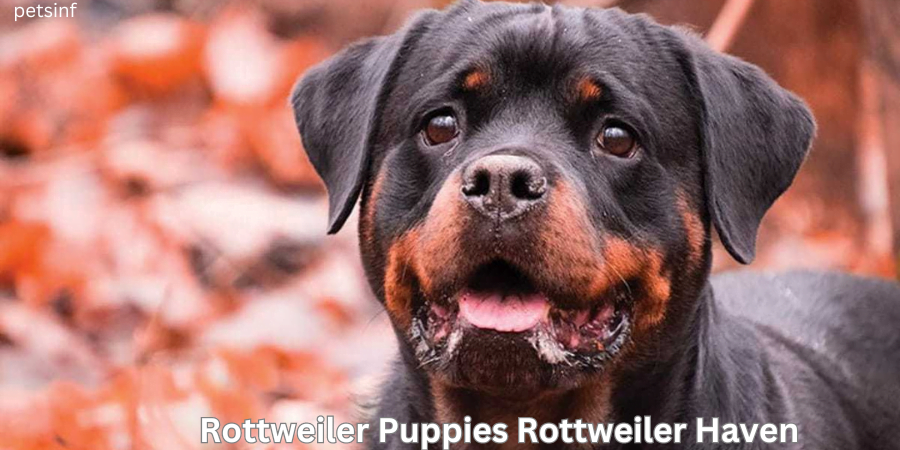 Rottweiler Puppies Rottweiler Haven