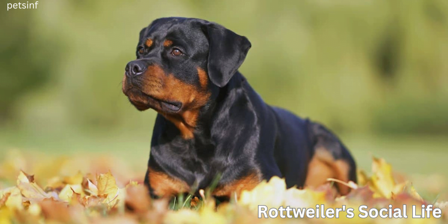 Rottweiler Social Life