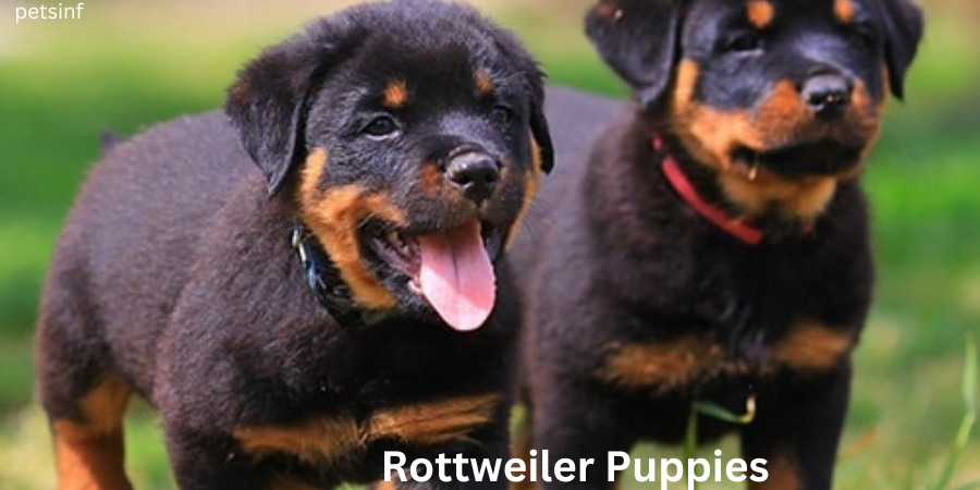 Rottweiler-Puppies