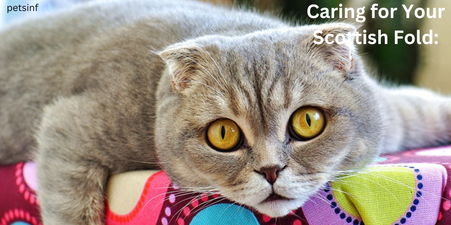 Caring for Your Scottish Fold: