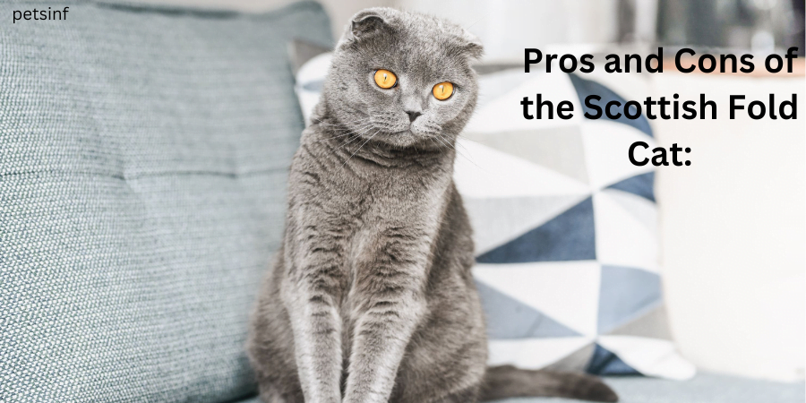 Pros and Cons of the Scottish Fold Cat: