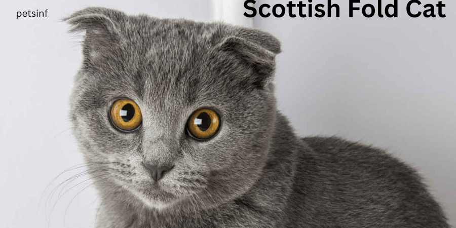 Scottish-Fold-Cat