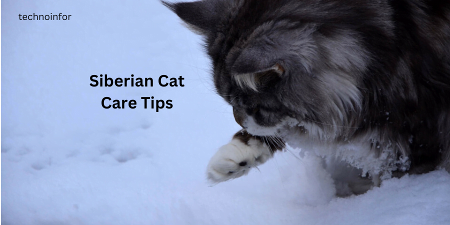 Siberian Cat Care Tips