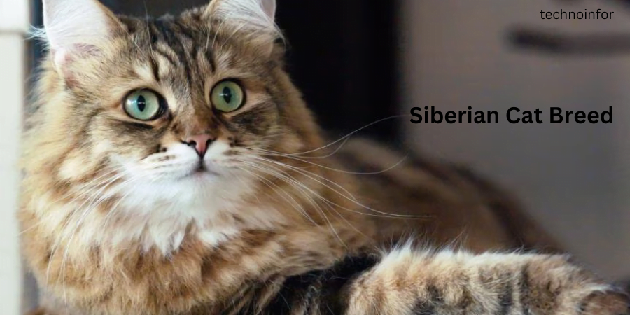 Siberian Cat