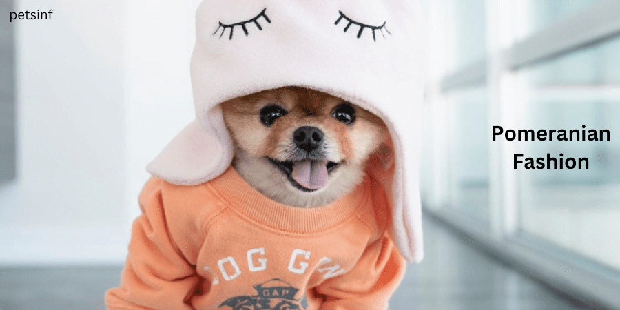 Pomeranian Fashion